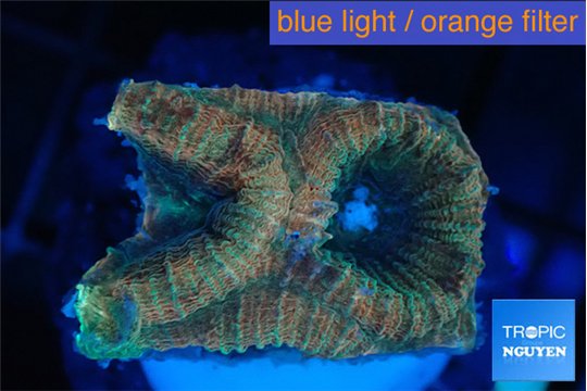 Favia rainbow 2-3 cm WYSIWYG acclimaté