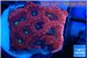 Favia red purple 2-3 cm WYSIWYG acclimaté