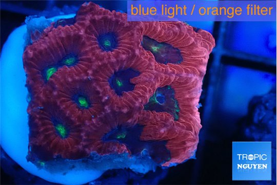 Favia red purple 2-3 cm WYSIWYG acclimaté