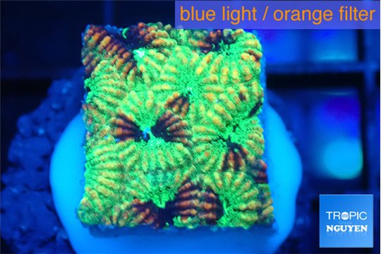 Favia reverse green 2-3 cm WYSIWYG acclimaté