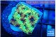 Favia reverse green 2-3 cm WYSIWYG acclimaté