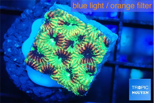 Favia reverse green 2-3 cm WYSIWYG acclimaté