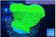 Montipora green cap 2-3 cm WYSIWYG acclimaté