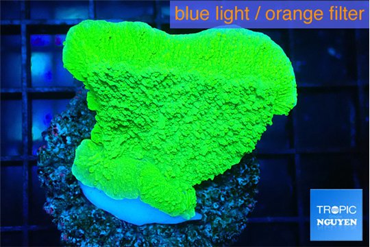 Montipora green cap 2-3 cm WYSIWYG acclimaté