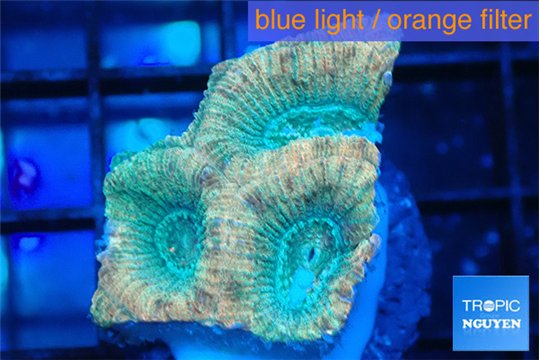 Favia rainbow 2-3 cm WYSIWYG acclimaté