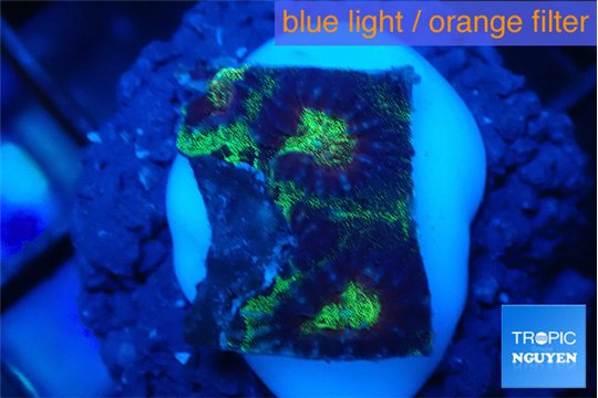 Favia snake skin 1-2 cm WYSIWYG acclimaté