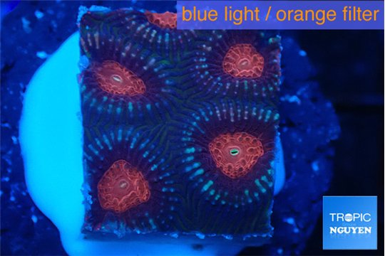 Favia monster purple 2-3 cm WYSIWYG acclimaté