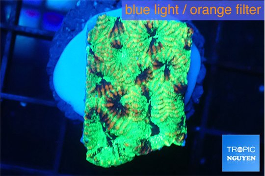 Favia reverse green 2-3 cm WYSIWYG acclimaté