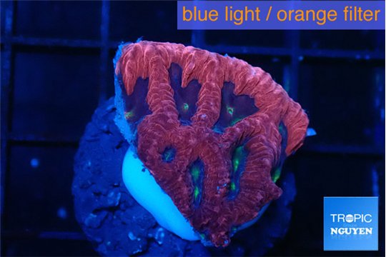 Favia red purple 2-3 cm WYSIWYG acclimaté