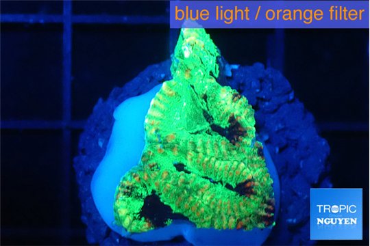 Favia reverse green 2-3 cm WYSIWYG acclimaté