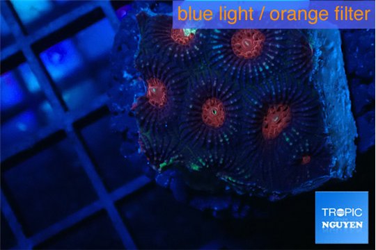 Favia monster purple 2-3 cm WYSIWYG acclimaté