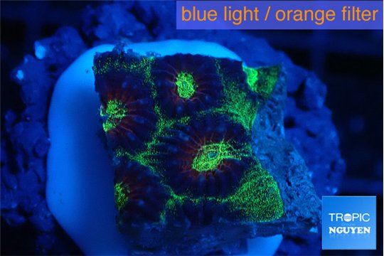 Favia snake skin 2-3 cm WYSIWYG acclimaté