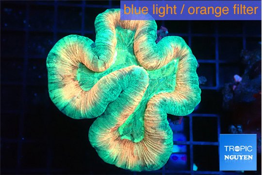 Trachyphyllia rainbow 4-6 cm WYSIWYG acclimaté