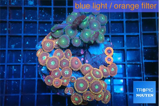 Zoanthus pink diamond 7-12 cm WYSIWYG acclimaté