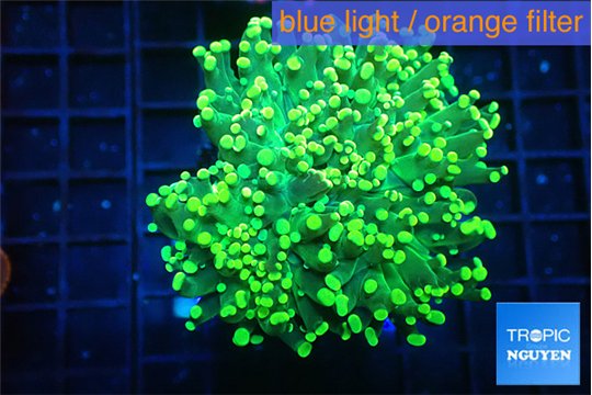 Euphyllia parancora green & purple tip 4-6 cm WYSIWYG acclimaté