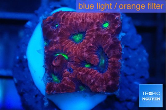 Favia red purple 1-3 cm WYSIWYG acclimaté