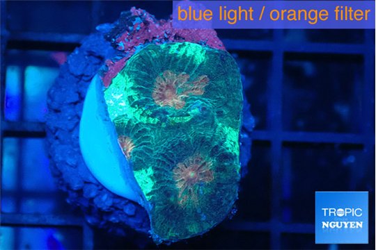 Favia green marble 2-3 cm WYSIWYG acclimaté