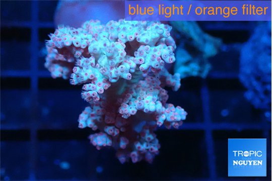 Dendronephtya pink 4-6 cm WYSIWYG acclimaté