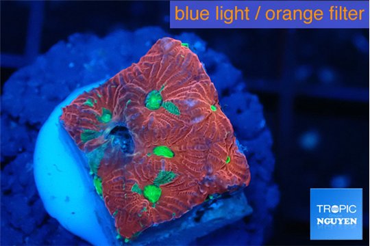 Favia red golden 1-3 cm WYSIWYG acclimaté