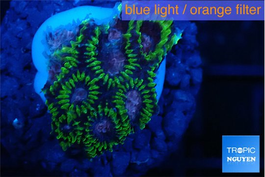 Favia space monkey 2-3 cm WYSIWYG acclimaté