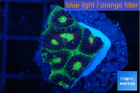 Favia snake skin 2-3 cm WYSIWYG acclimaté