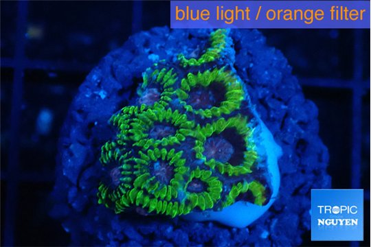 Favia snake skin 2-3 cm WYSIWYG acclimaté