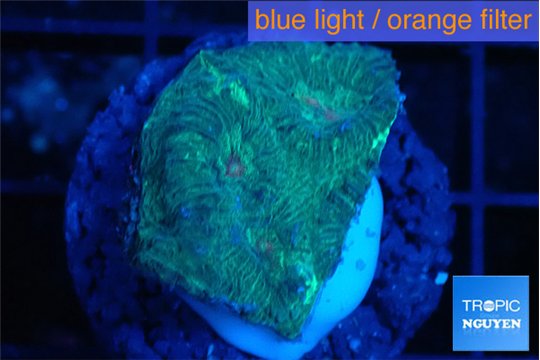 Favia space monkey 2-3 cm WYSIWYG acclimaté