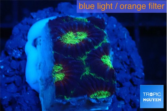 Favia green marble 2-3 cm WYSIWYG acclimaté