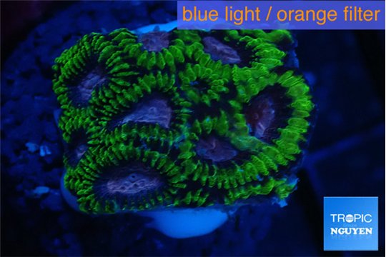 Favia space monkey 2-3 cm WYSIWYG acclimaté