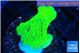 Montipora green cap 2-4 cm WYSIWYG acclimaté