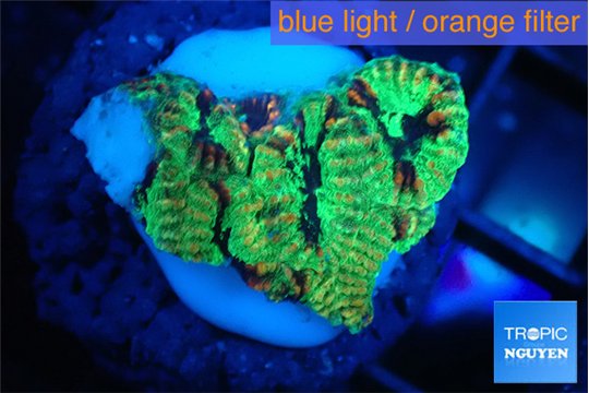 Favia reverse green 2-3 cm WYSIWYG acclimaté