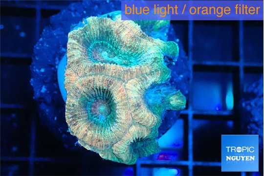 Favia rainbow 2-3 cm WYSIWYG acclimaté