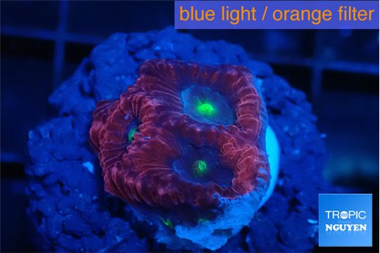 Favia red purple 1-3 cm WYSIWYG acclimaté