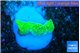 Montipora green cap 1 cm WYSIWYG acclimaté