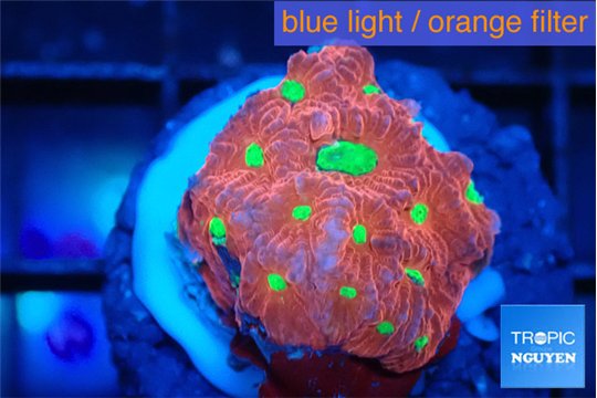 Favia red golden 2-3 cm WYSIWYG acclimaté