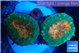 Lobophyllia orange green 3-4 cm WYSIWYG acclimaté