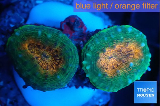 Lobophyllia orange green 3-4 cm WYSIWYG acclimaté