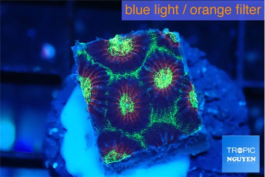 Favia all star 2-3 cm WYSIWYG acclimaté