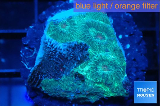 Favia green damaged 1-3 cm WYSIWYG acclimaté