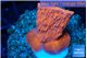 Montipora red cap 2-3 cm WYSIWYG acclimaté