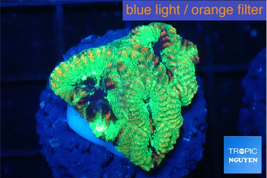 Favia reverse green 2-3 cm WYSIWYG acclimaté