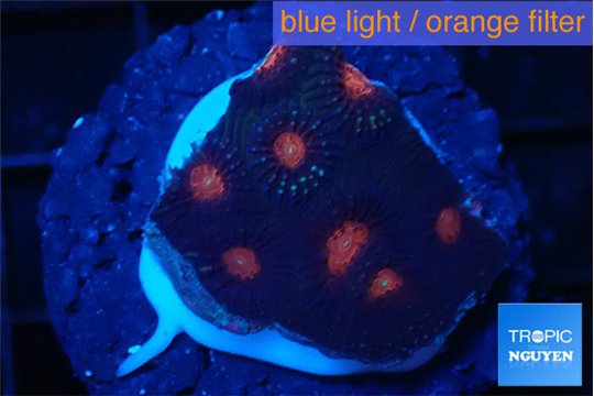 Favia monster purple 2-3 cm WYSIWYG acclimaté