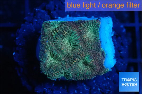 Favia sunset 1-2 cm WYSIWYG acclimaté