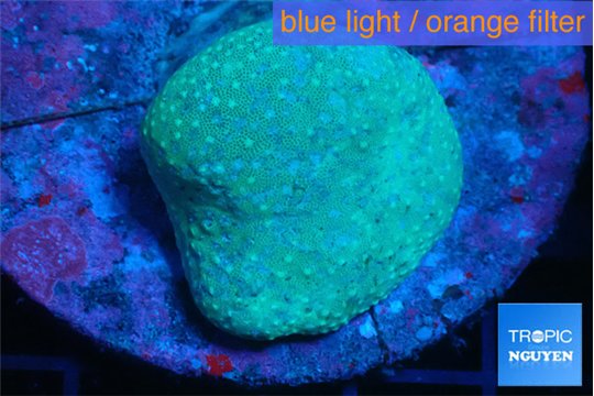 Sarcophyton long polyps 4-7 cm WYSIWYG acclimaté