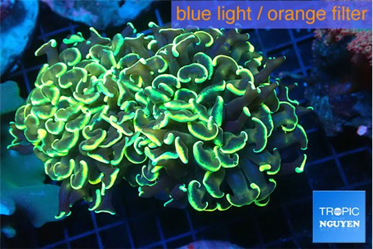 Euphyllia ancora gold 7-11 cm WYSIWYG acclimaté