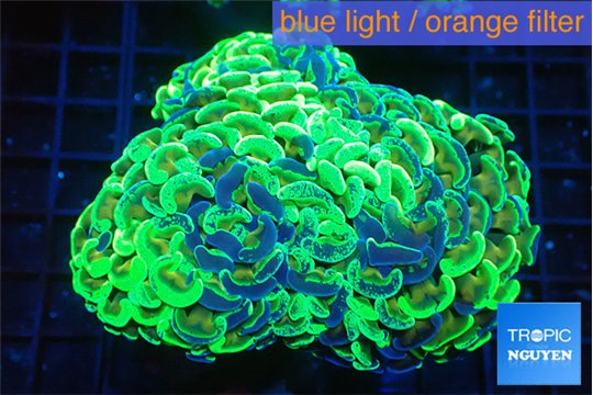 Euphyllia ancora reverse green gold purple 8-14 cm WYSIWYG acclimaté