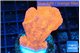 Montipora red cap 2-3 cm WYSIWYG acclimaté
