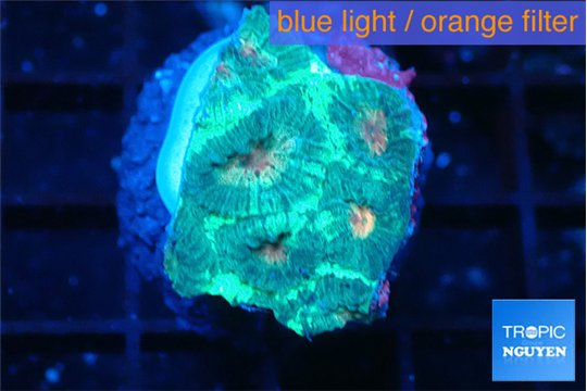 Favia green orange eyes 2-3 cm WYSIWYG acclimaté