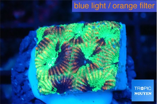 Favia reverse green 2-3 cm WYSIWYG acclimaté