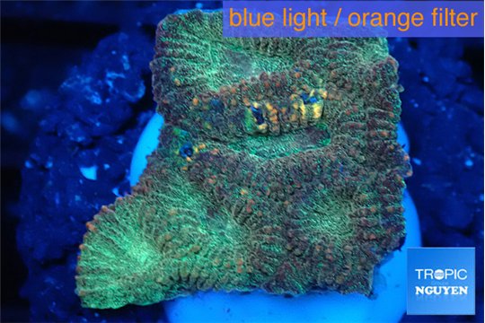 Favia sunset 2-3 cm WYSIWYG acclimaté